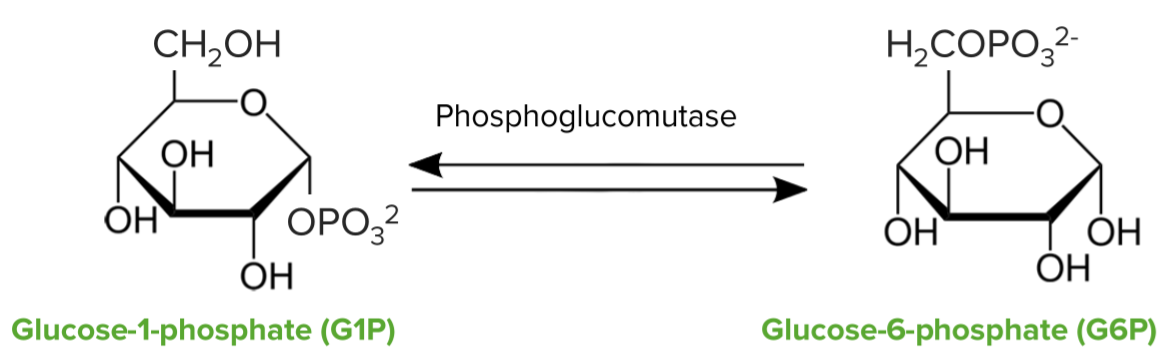 Quebra de glicogénio—glicogénio fosforilase