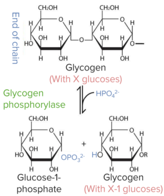 Glycogenesis & Glycogenolysis | Concise Medical Knowledge