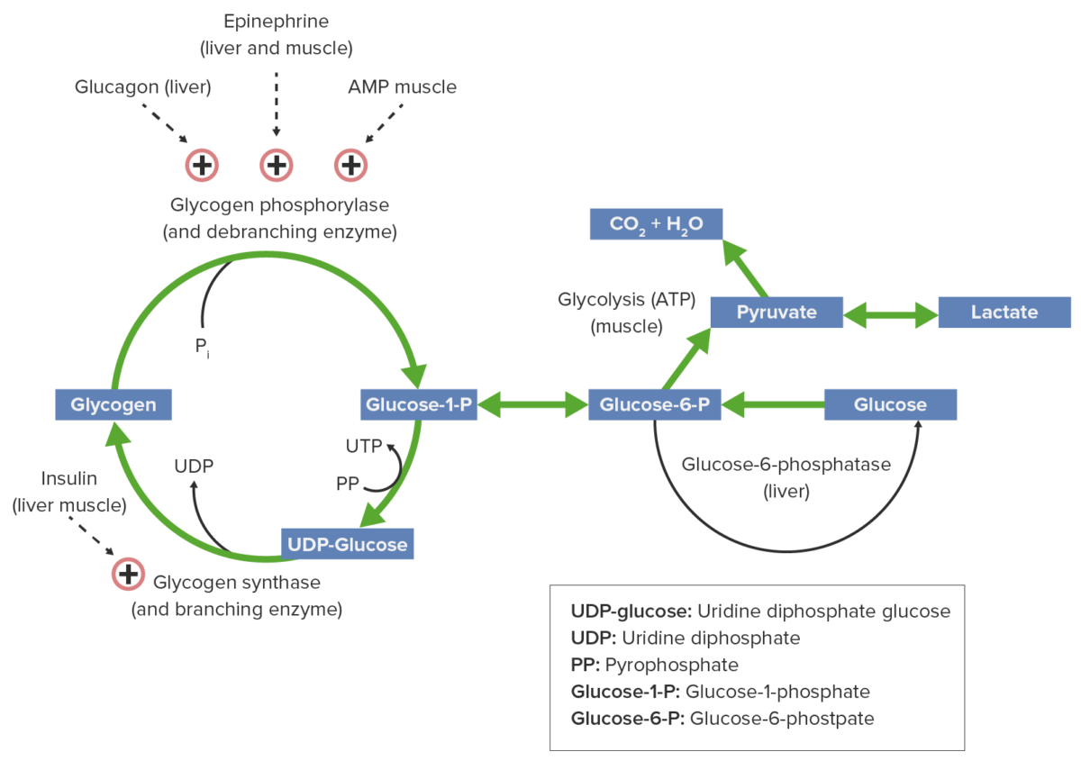Diagrama del metabolismo del glucógeno