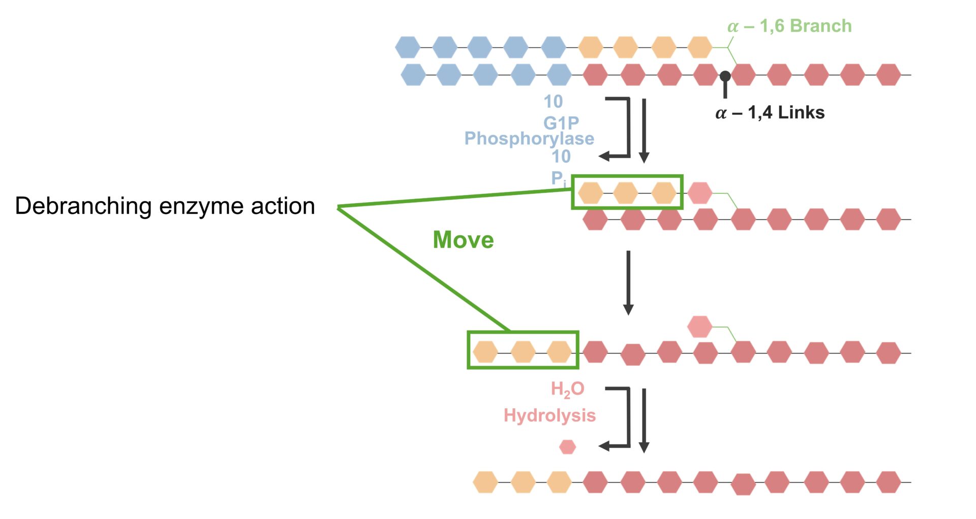 Metabolismo del Glucógeno Concise Medical Knowledge