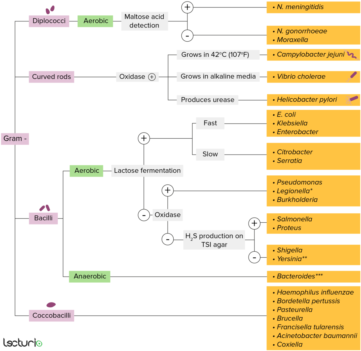 gram negative bacteria shapes