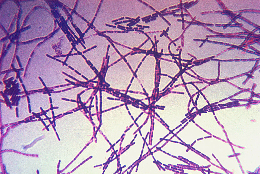 Coloração de gram do bacillus anthracis