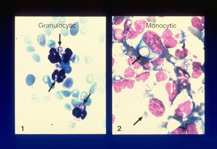 Granocytic and monocytic agents of ehrlichioses
