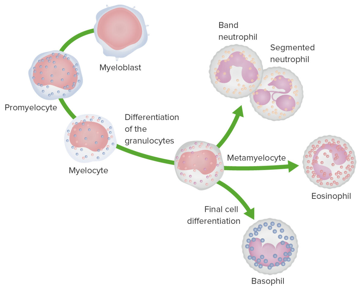 White Myeloid Cells: Histology | Concise Medical Knowledge