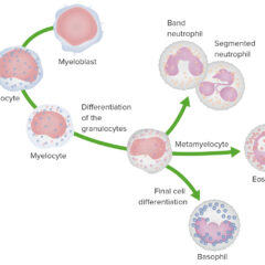 Granulopoiesis white myeloid cells