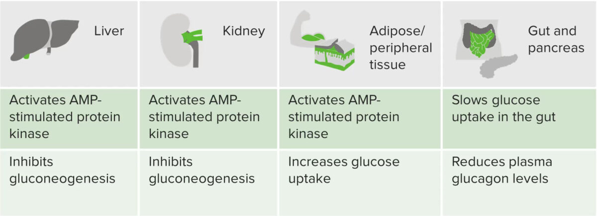 Graphic summarizing the actions of metformin