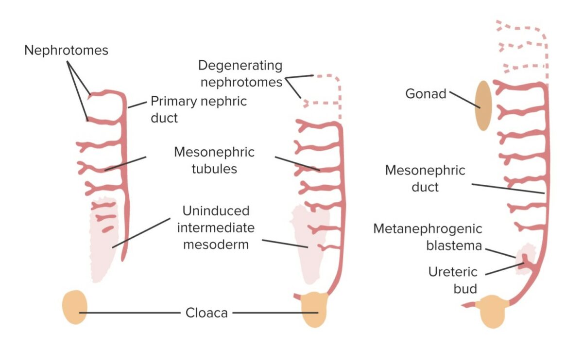 Resumen gráfico del riñón en desarrollo