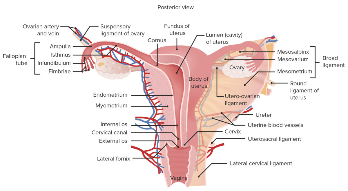 Gross anatomy of the female reproductive system