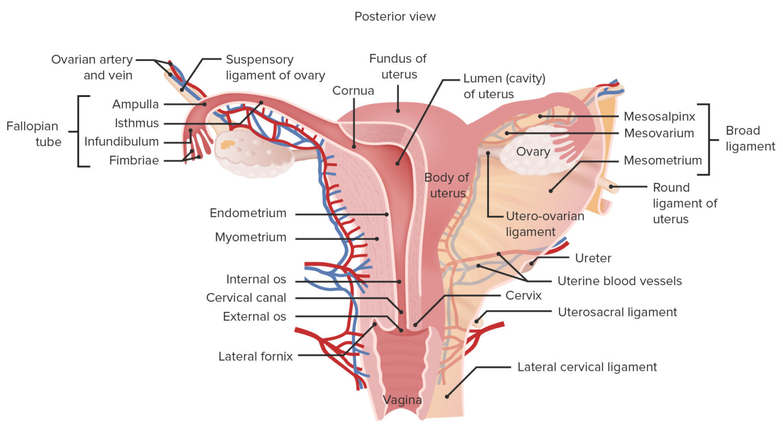 Ovarios Anatomía Concise Medical Knowledge