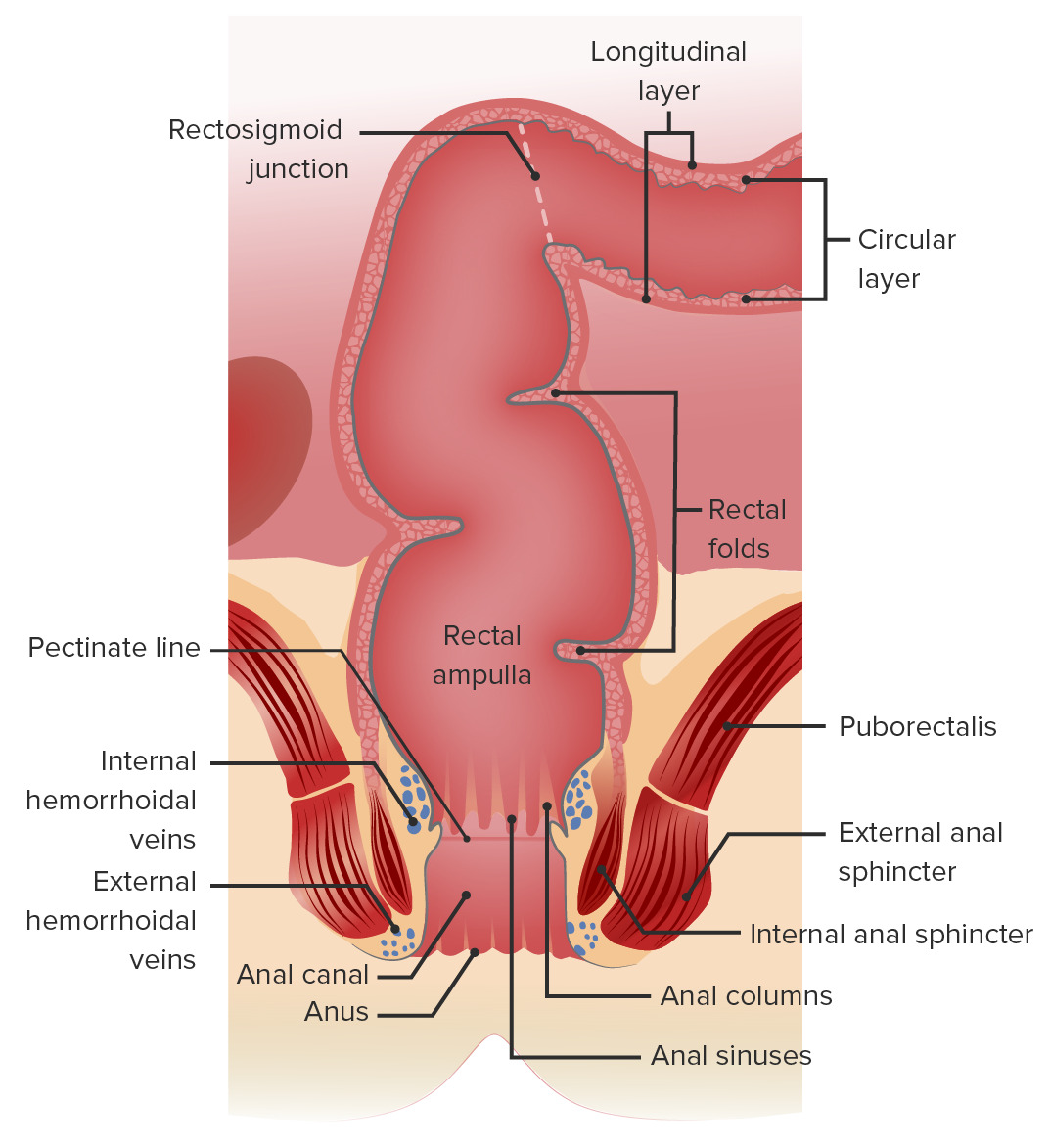 Anatomía macroscópica del recto y el canal anal