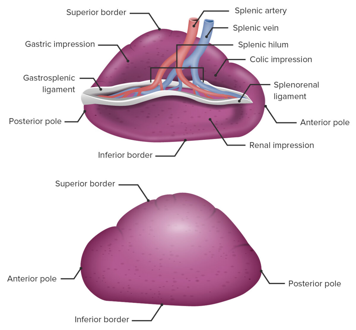 Gross anatomy of the spleen