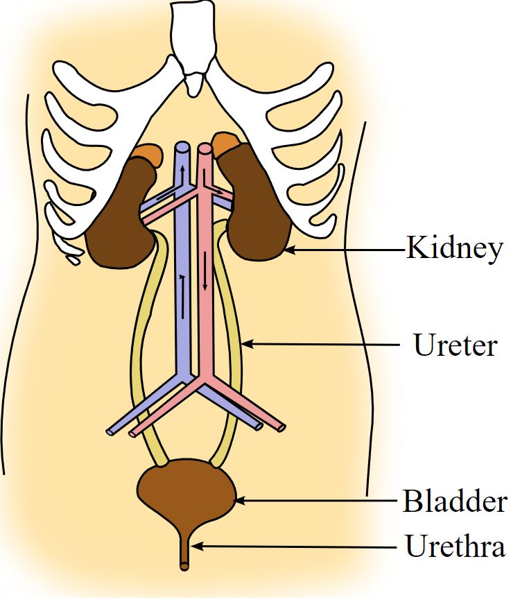 Gross anatomy of the urinary system