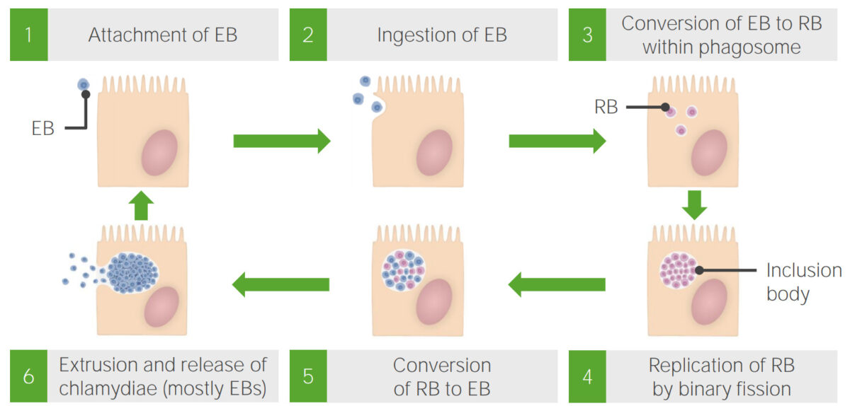 Growth cycle of chlamydiae