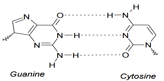 Guanine and cytosine