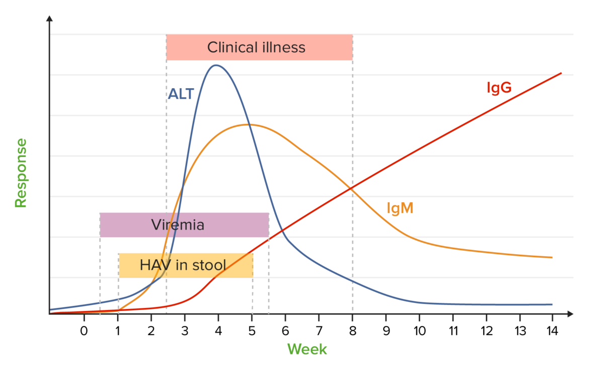 Hav antibodies chart