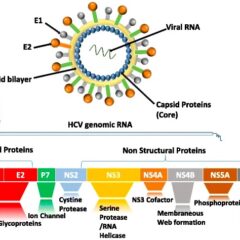 HCV genome