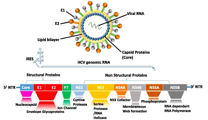 Genoma do hcv