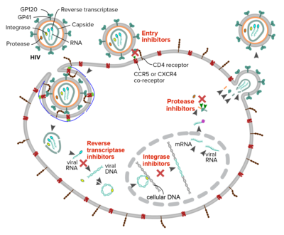 Anti-HIV Drugs | Concise Medical Knowledge