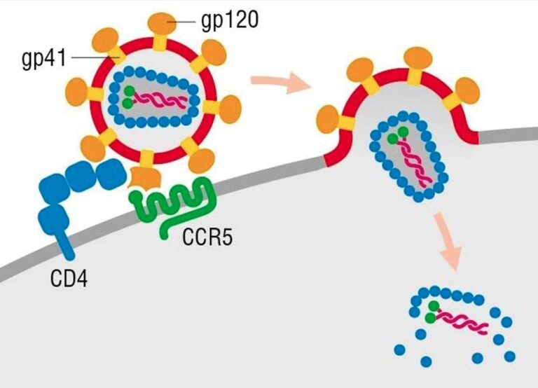 Anti-HIV Drugs | Concise Medical Knowledge