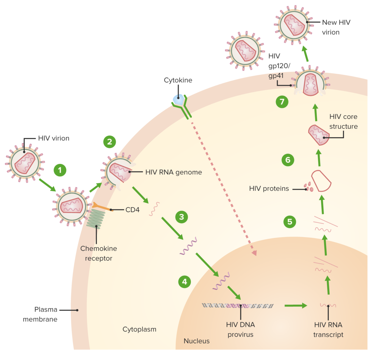 Label The Steps Shown For Hiv Retroviral Replication