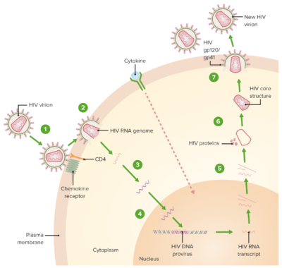 Hiv replication cycle