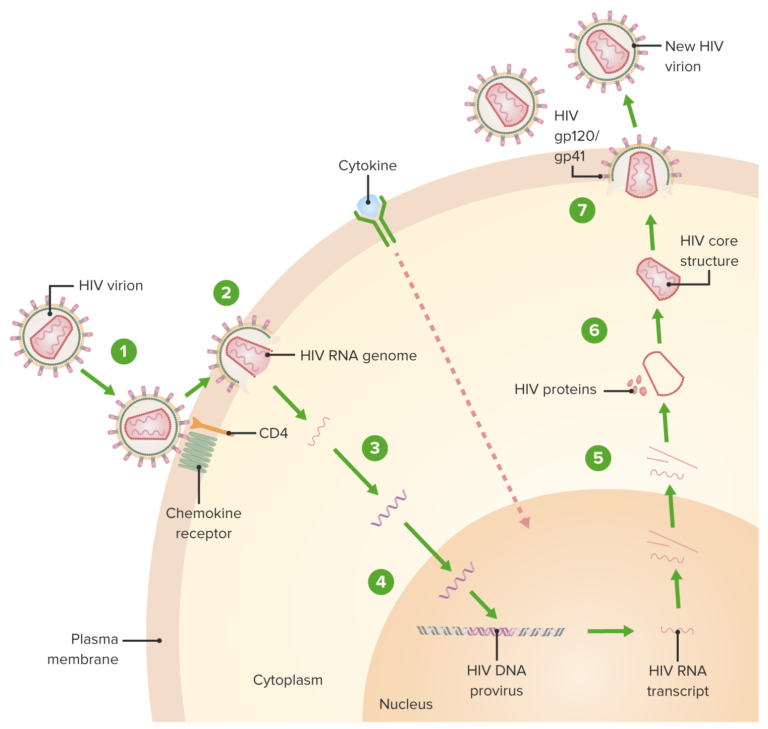 Anti-hiv Drugs 