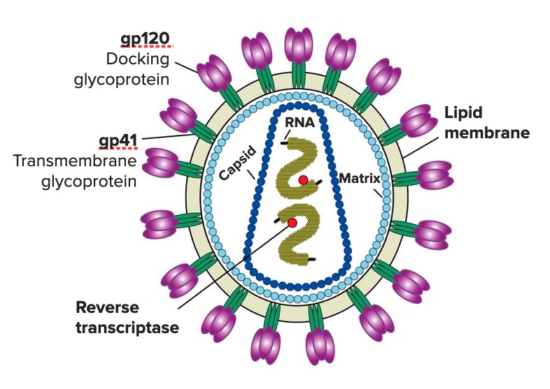 Hiv virion