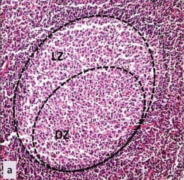 Tinción de hematoxilina y eosina del centro germinal del tejido linfoide secundario