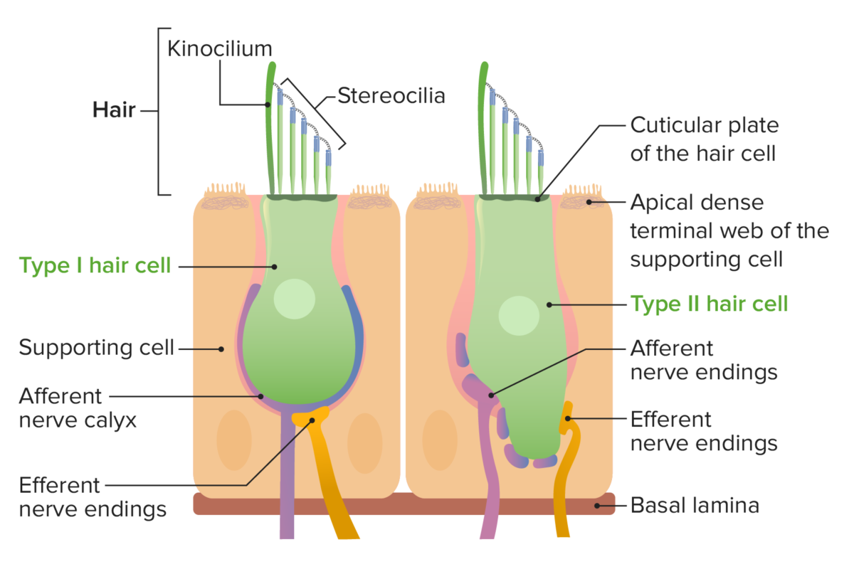 Hair cells type i and type ii