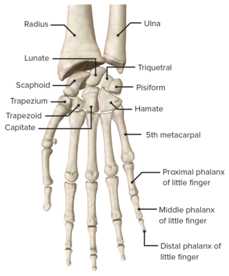 Hand: Anatomy | Concise Medical Knowledge