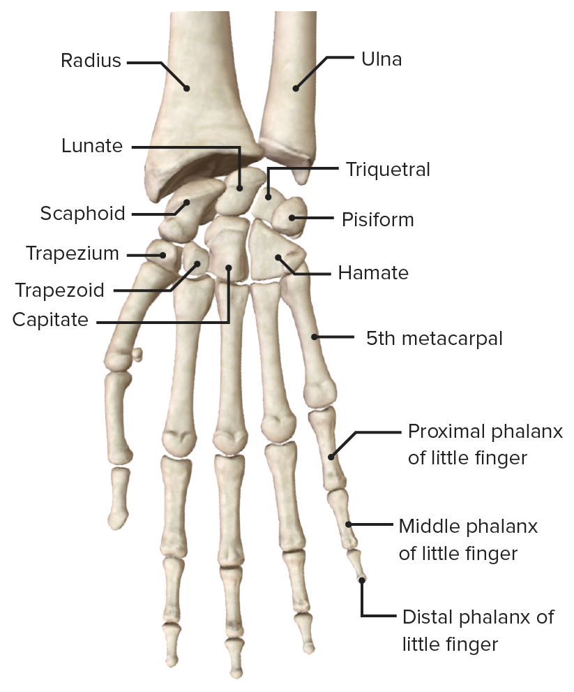 Hand anterior view