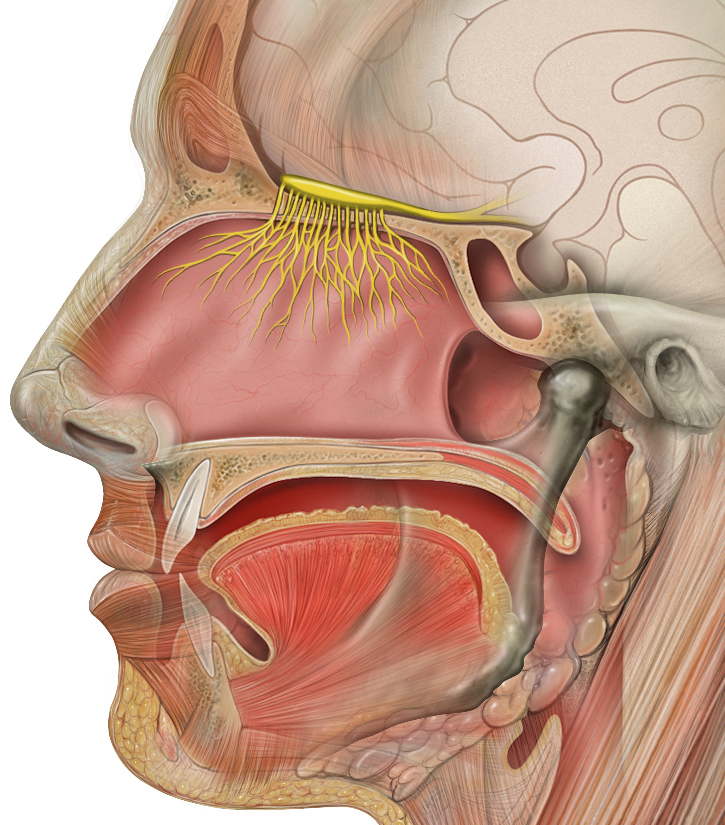 Head anatomy with olfactory nerve