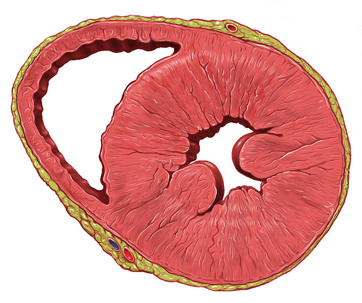 hypertrophy hypotrophy cells