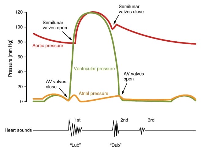 Heart sounds and the cardiac cycle