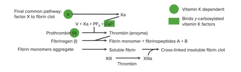 Hemostasis | Concise Medical Knowledge