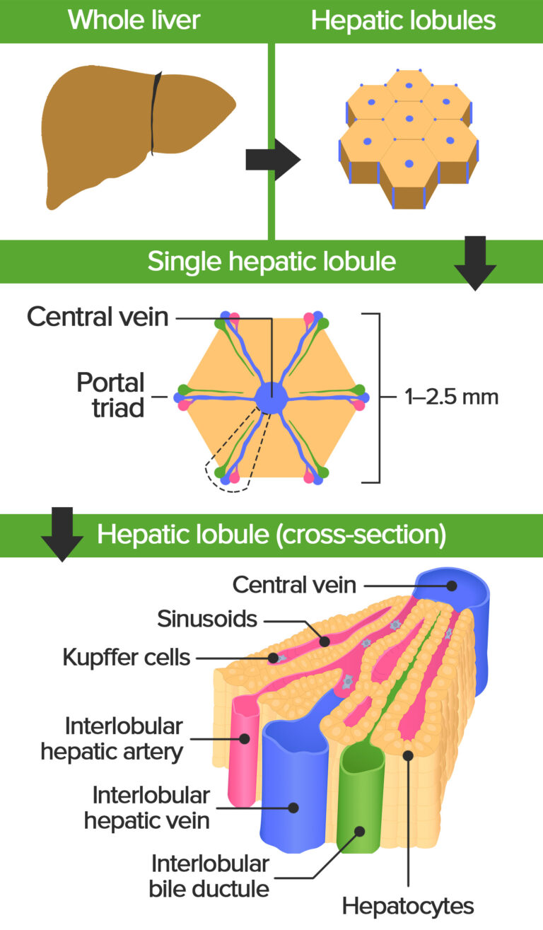 Liver: Anatomy | Concise Medical Knowledge