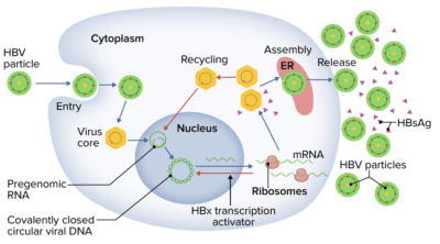 Hepatitis B Virus | Concise Medical Knowledge