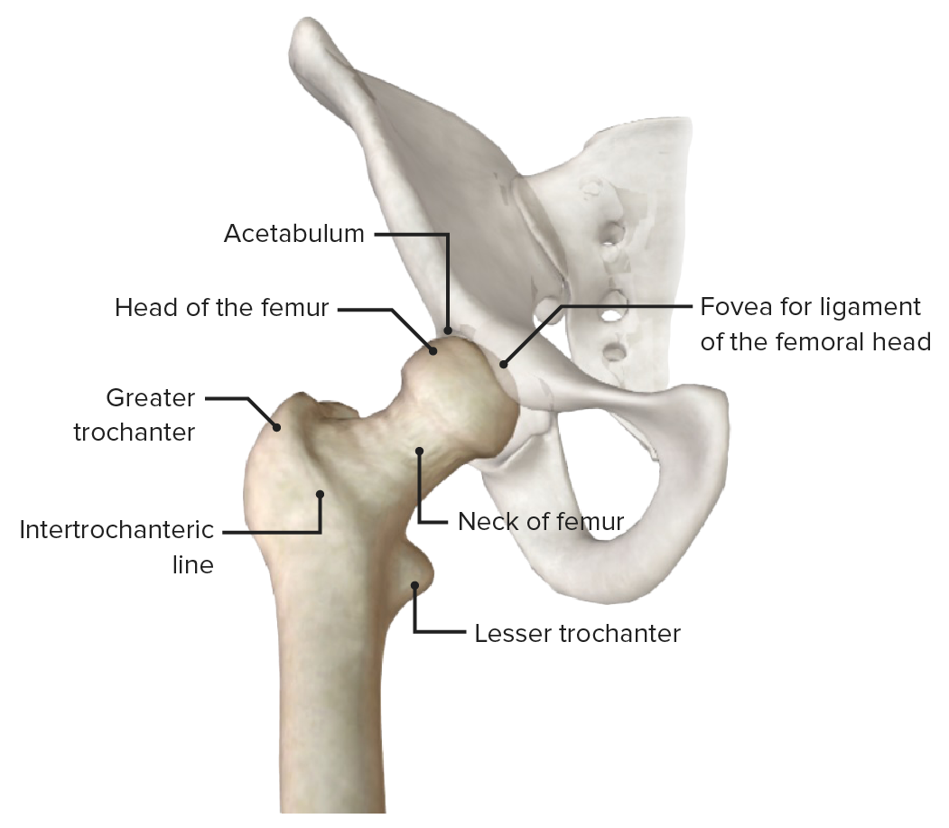 Vista anterior da articulação da anca