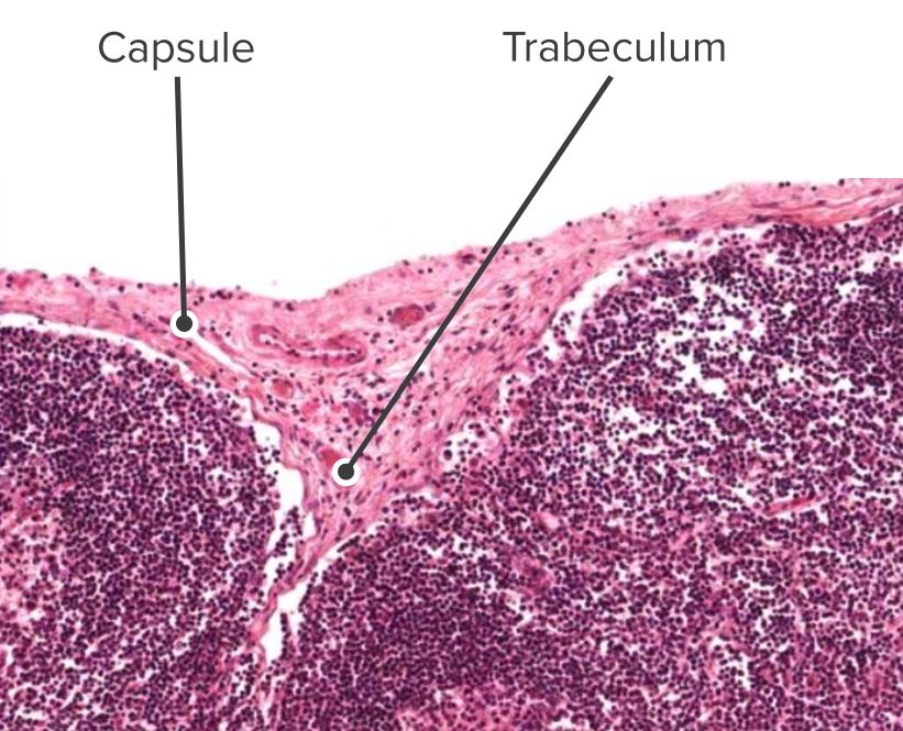 Histologic section of a lymph node identifying the capsule and the trabeculae