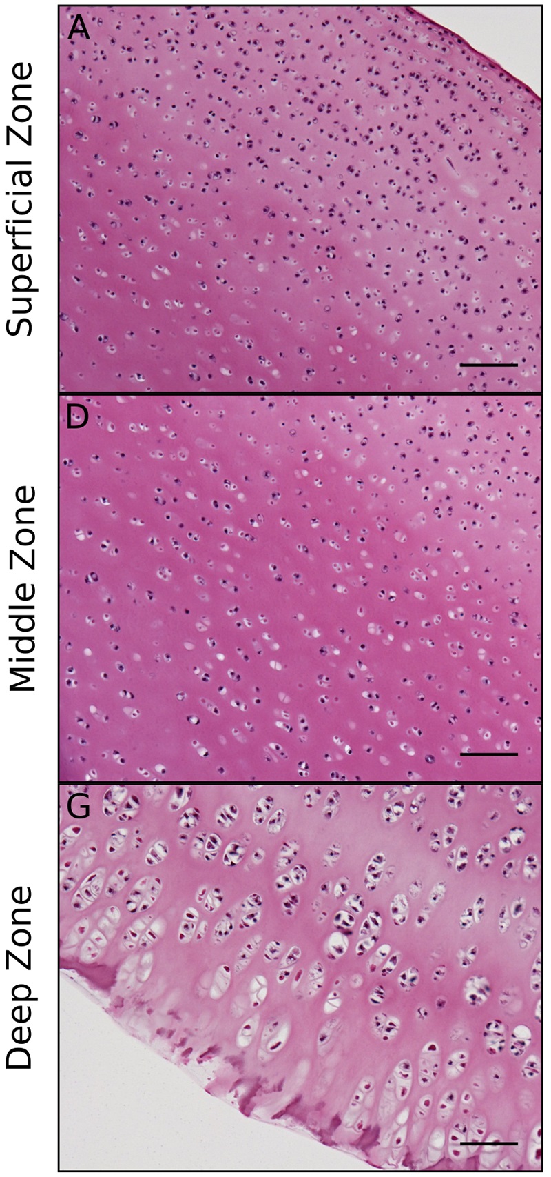 ear cartilage histology