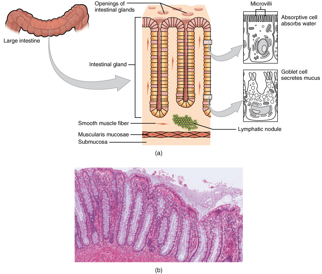 Histology of the colon
