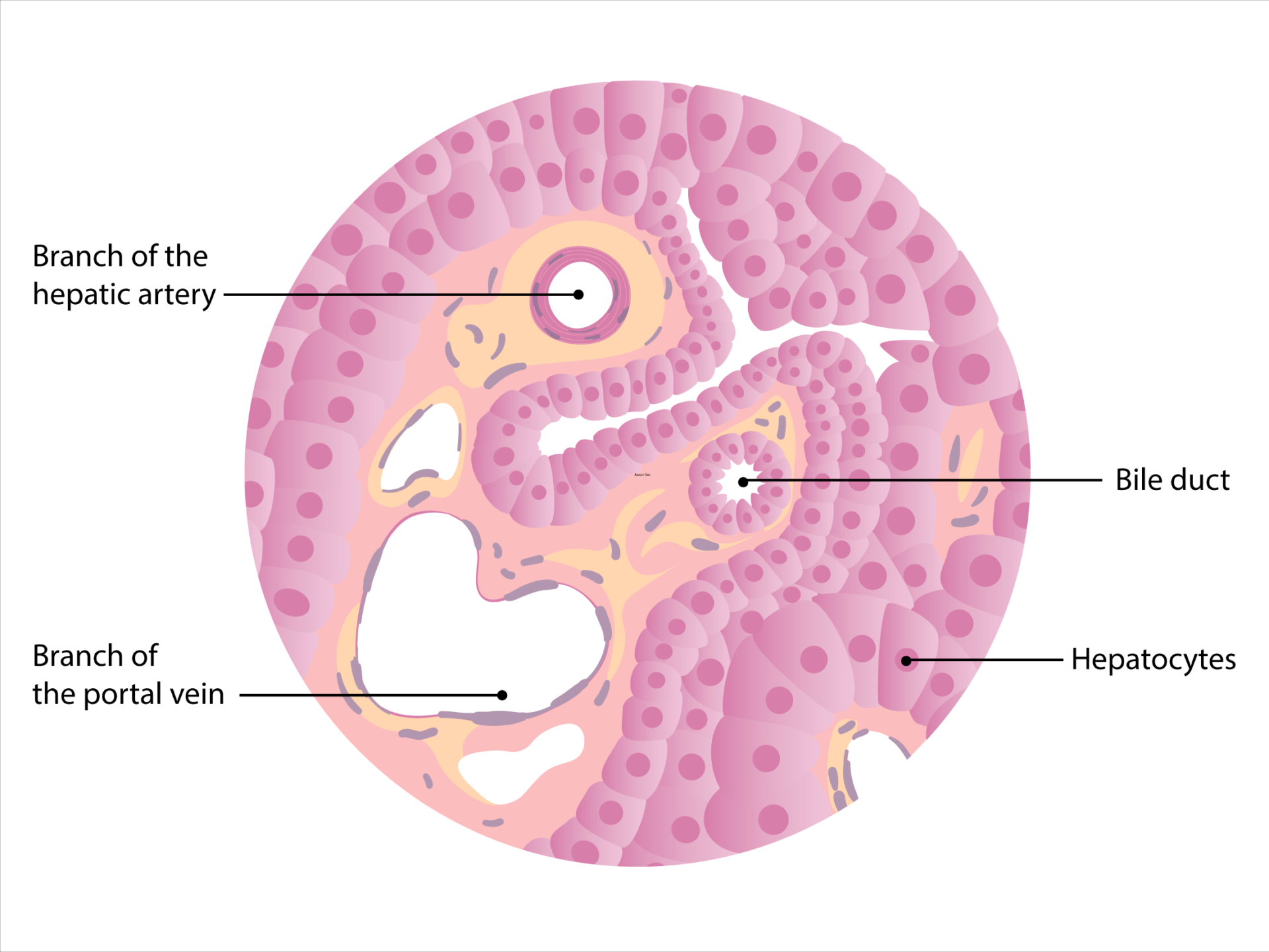 Liver Cell Diagram Labeled