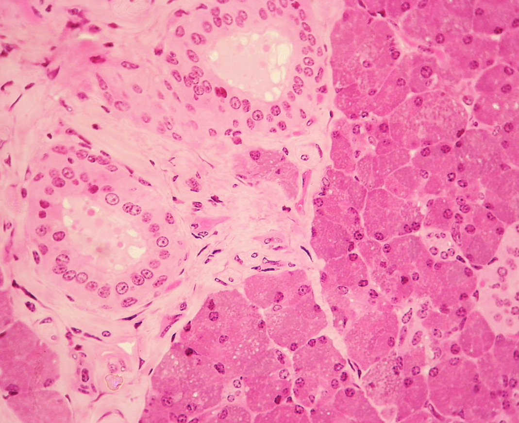 Histology of the parotid gland