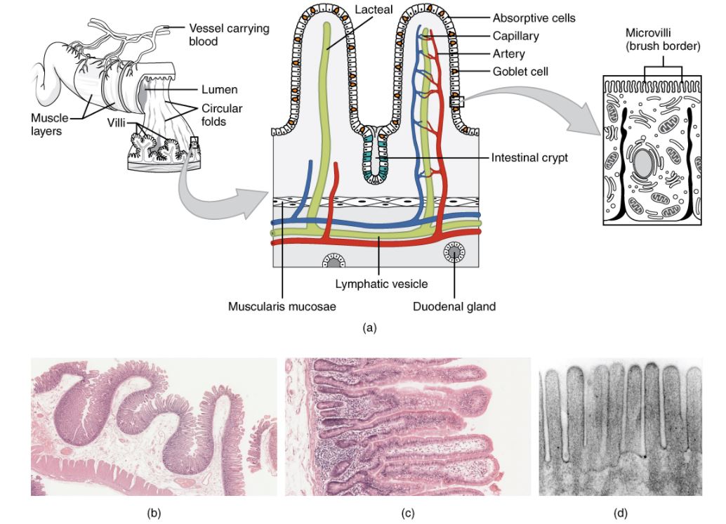Histology of the small intestine