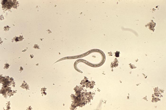 Hookworm filariform larva