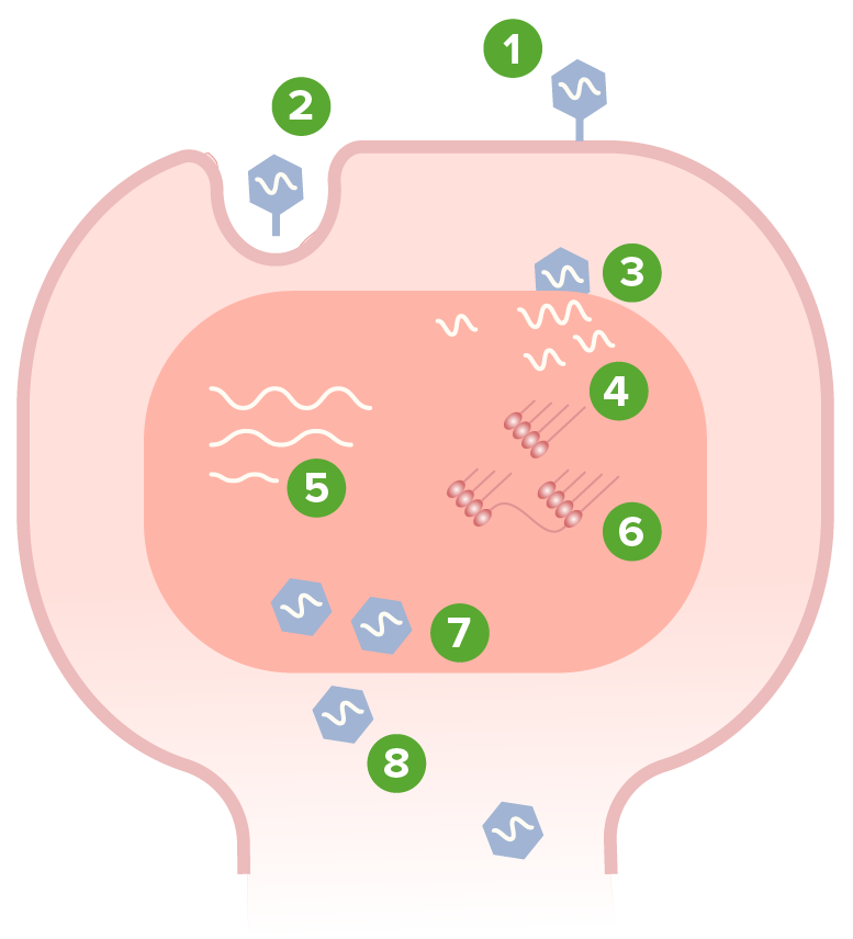 human parvovirus