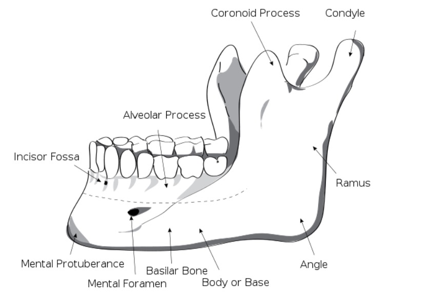 Human mandible left