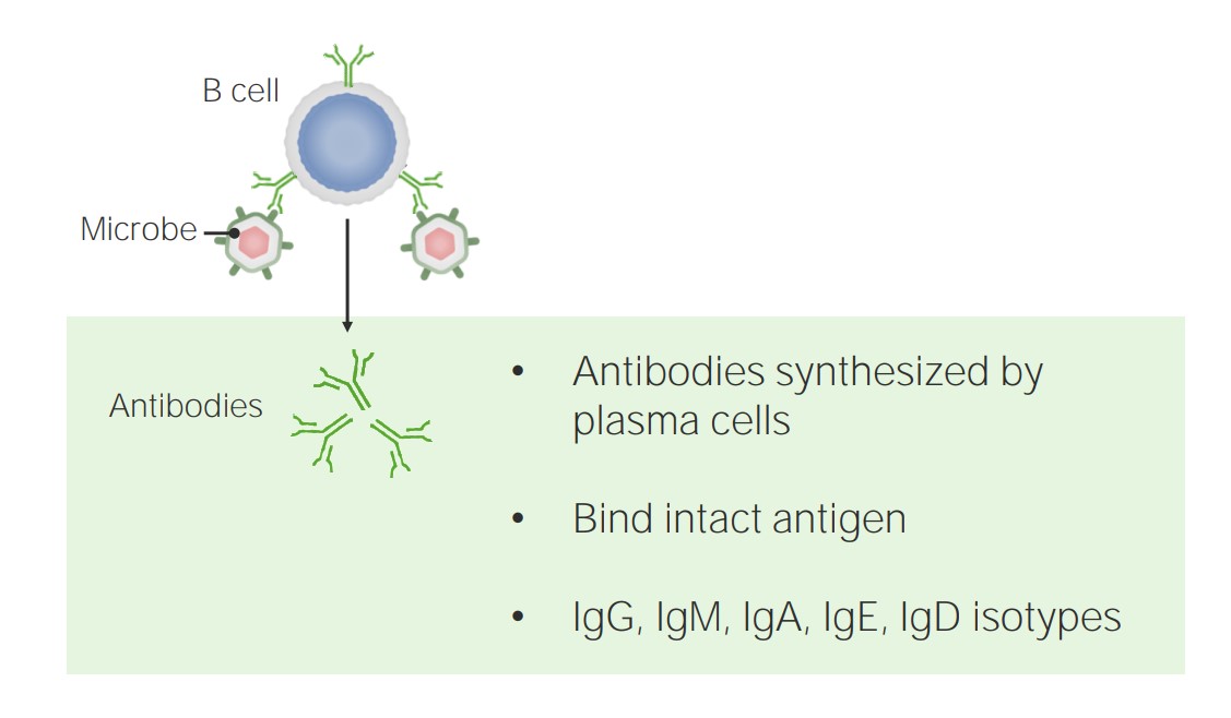 adaptive defenses humoral immunity