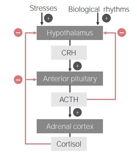 Hypothalamic-pituitary-adrenal cortex axis