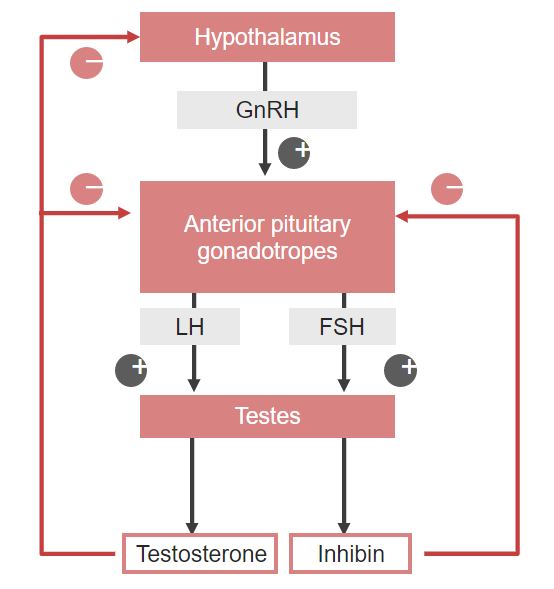 Hypothalamic-pituitary-testes axis